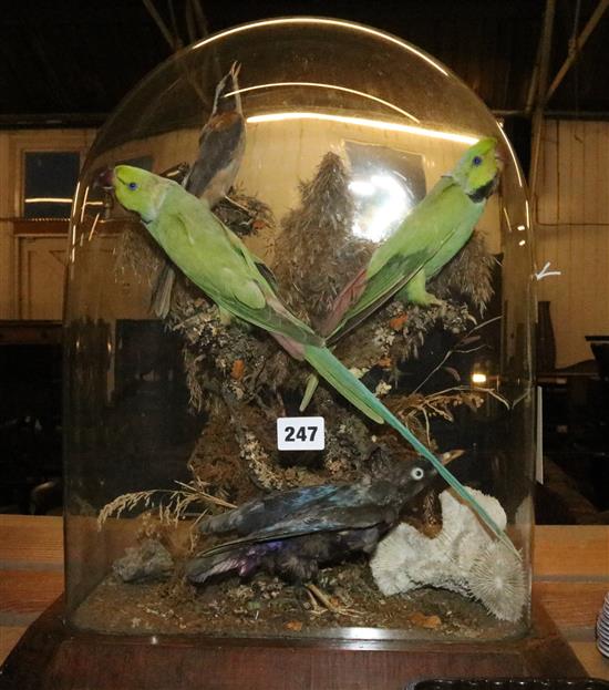 Victorian taxidermic group of a pair of parakeets and two other exotic birds
